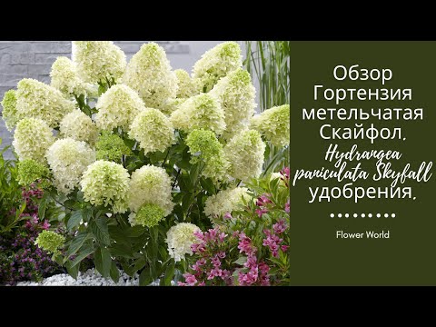 Video: Hortenzija Paniculata