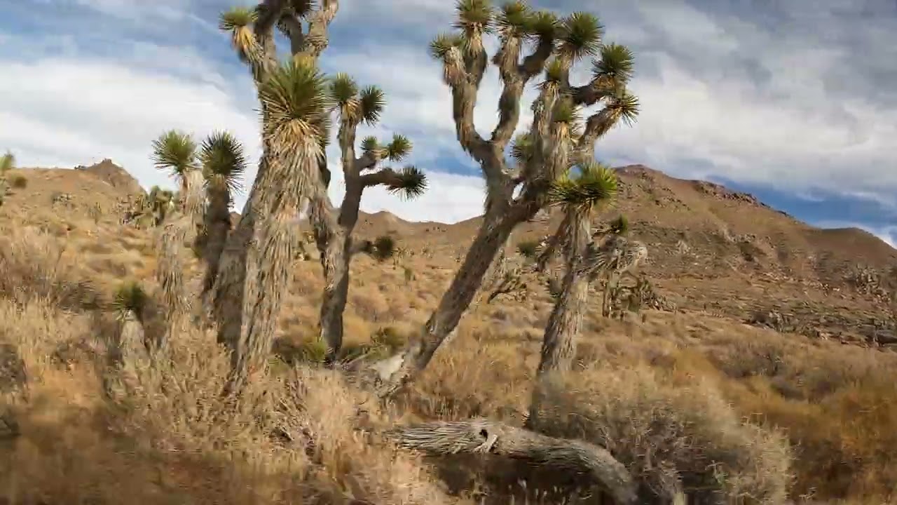 JURASSIC PARK UTV TOUR