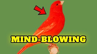 The Red Canary’s Natural Habitat 🦜 Parrot bird guide by Known Pets 23 views 2 days ago 1 minute, 25 seconds