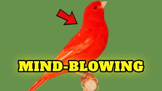 The Red Canary’s Natural Habitat 🦜 Buying Cost, Diet, Care Sheet Guide for Beginners