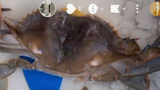How to clean soft shell crab