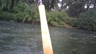 2025 memory Sockeye Salmon on the Somass River