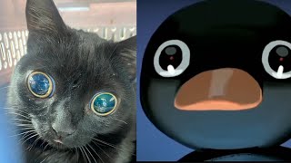 Pingu noot noot Competition #1