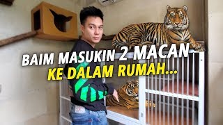 PAULA LAGI TIDUR .. BAIM DIEMDIEM MASUKIN 2 MACAN KE DALAM RUMAH !!