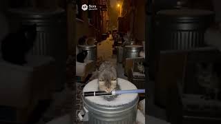 cat vs dog The Loser's Uprising#petbattle #catsanddogs #funnypets #catvsdog