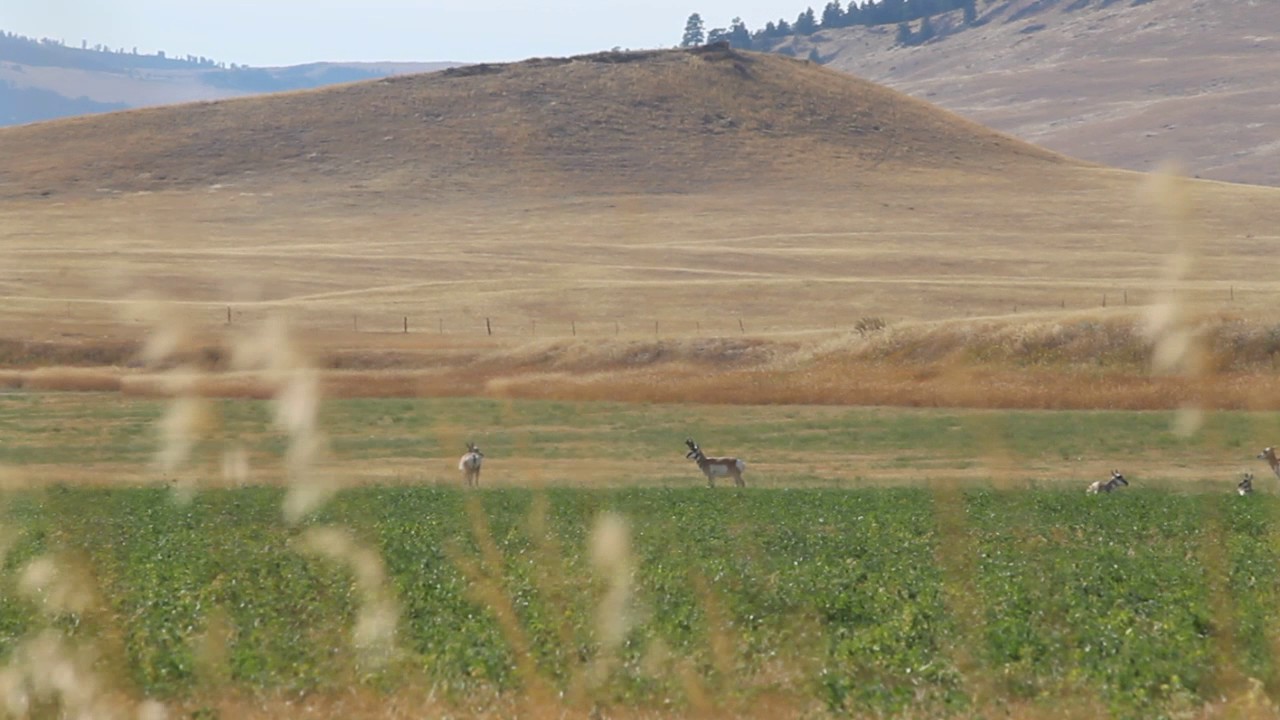 Big Sky Hunting - Jayces 2015 Antelope Killshot