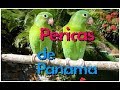 Мини -VLOG/Pericas de Panamá /Попугаичики 🌺