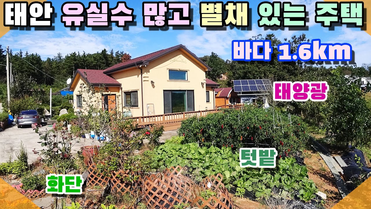 [꽃지 1296] 태안 잘 가꾼 바닷가 주택 별채는 덤!! 2억대 유실수 많아요 예쁜 화단 텃밭 태양광전기 바다 1.6km 남동향 태안전원주택매매 전원주택매매 서산전원주택 급매물