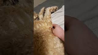 Chest Rubs #Love #Dog #soft coated wheaten terrier #cute #fluffy