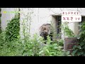 【東山動植物園公式】ととき《 ホンドタヌキ タヌキ 》