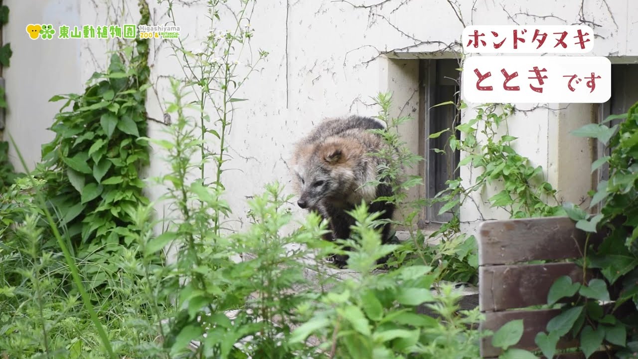 【東山動植物園公式】ととき《 ホンドタヌキ タヌキ 》