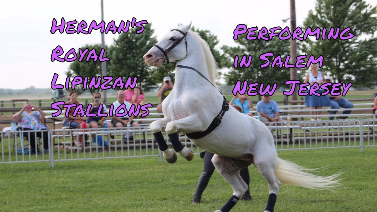 Roadschool Life | Herrmann's Royal Lipizzan Stallions from Salem NJ
