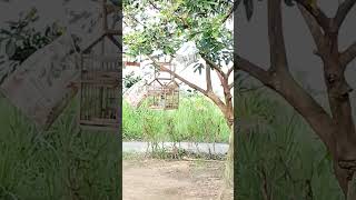 pikat gelatik liar dalam hitungan detik langsung masuk sangkar jebak #shorts