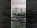 شاهد عراك ذكور الحمام Male Pigeon Fight 