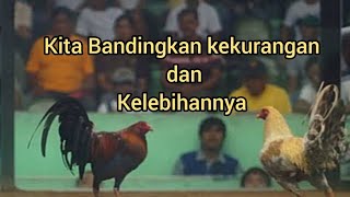 Kekurangan Dan Kelebihan Ayam Aduan Pilipin