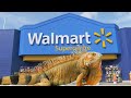 Iguana Removal Job!! Iguanas Move in at Florida Walmart!