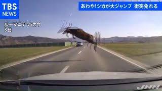 あわや！シカが高速道路を超える大ジャンプ
