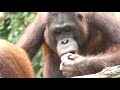 オランウータンと小さくなったヘアバンド/ Orangutans playing with scrap headband