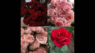 The Beauty Of Nature Snow Pt.1