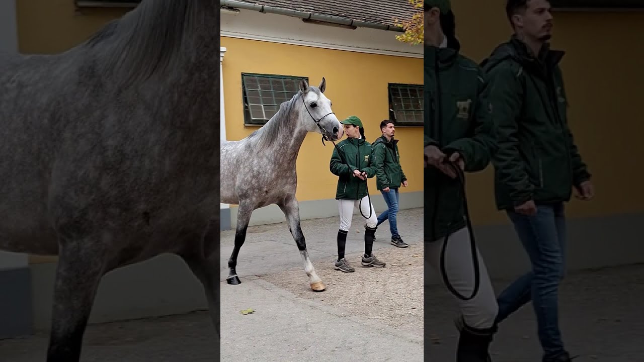 Ménvizsga a Bábolna Nemzeti Ménesbirtokon 2025.10.17.