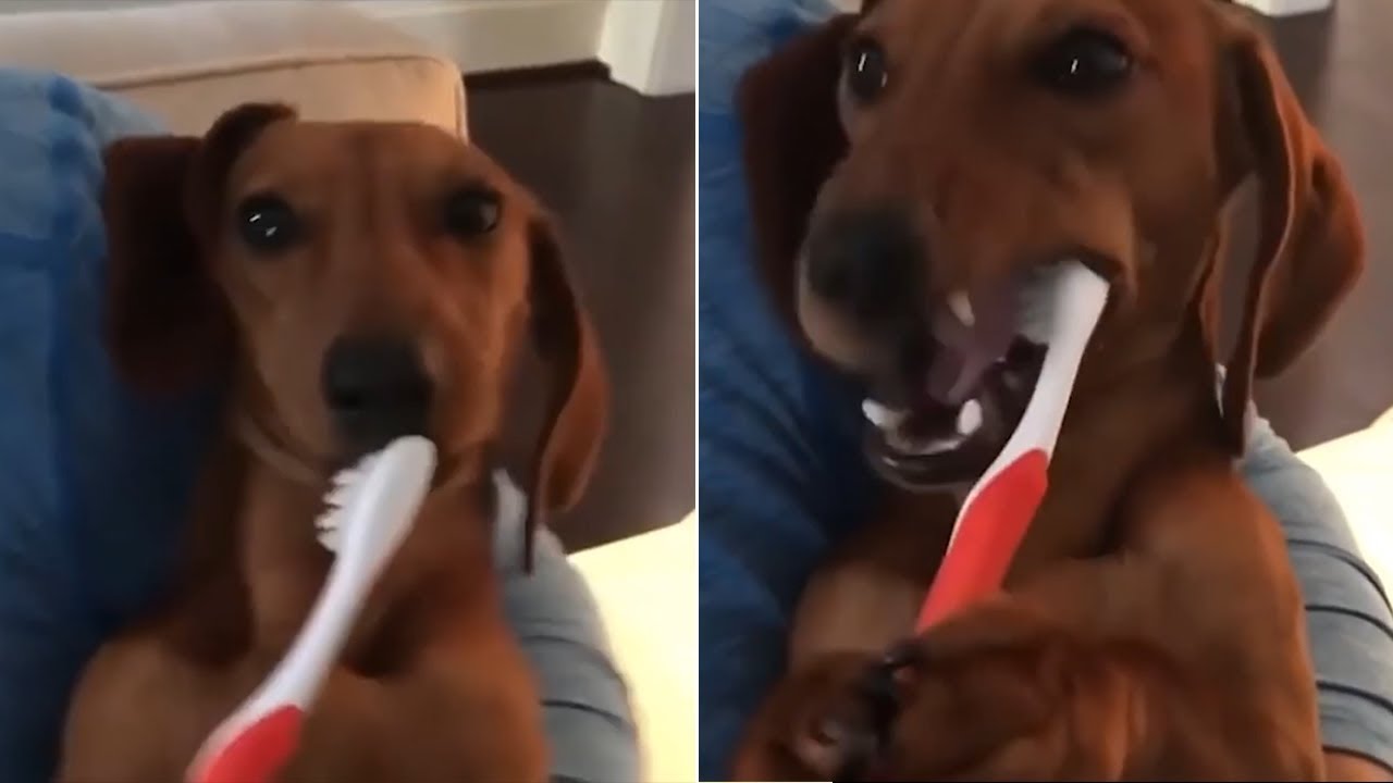Hillarious Dog Brushing His Own Teeth! Funny Animals and Pets Videos