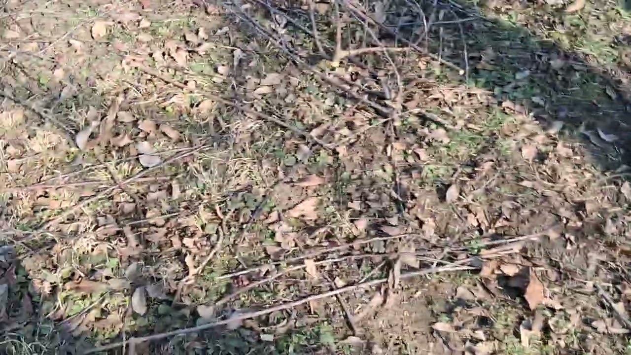 Bojnice 3.3.2026 jarná výsadba kvitnucej lúky Ďatelina purpurová pôvodný stav pred prípravou pôdy