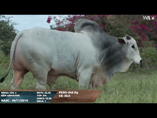 lote 02   colm 5383 1080p