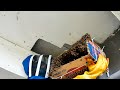 Bees Rescuer 22 | apis cerena | Honey bees hive on ceiling