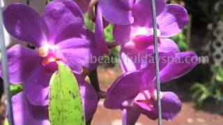 A Beautiful Day Spa in East Hawaii