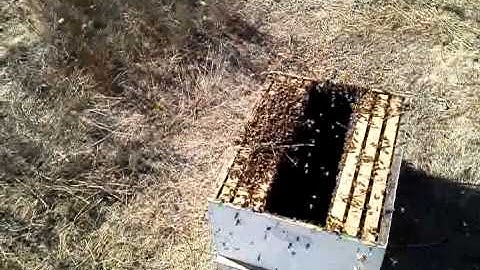Shaking a swarm into a box right in the bee yard. #Beekeeping #Honeybees #Bees #BeesMatter