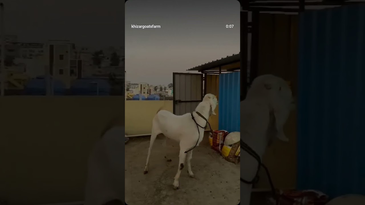 Khan baba Quarbani 2025🫡