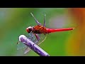 Scarlet skimmer  crocothemis servilia  red dragonfly