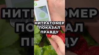 Проверка дачной клубники #экология #дача #огород #нитраты #нитратомер
