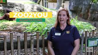 Zoo2You- Adaptations Edition: Orangutans