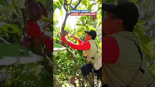 Gergaji potong ranting model lengkung #shorts