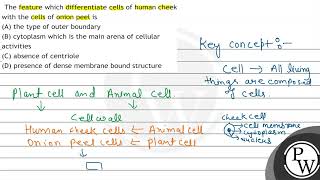 The feature which differentiate cells of human cheek with the cells of onion peel is
(A) the typ...