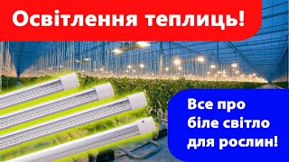 Освітлення в теплиці, від натрієвих ламп до правильного вибору білого світла та світлодіодів.