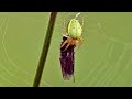 Orb-weaver spiders are known for their wheel-shaped webs, which they use to capture flying insects.
