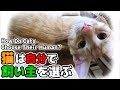猫は自分で飼い主を選ぶ事をあなたは知っていましたか？【スピリチュアル】【猫を飼う前に見て欲しい動画】