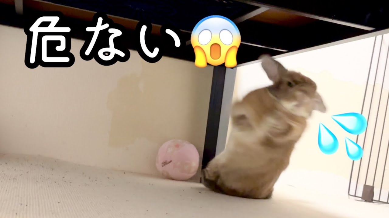 Dangerous] What happened to Bell-chan?! - YouTube
