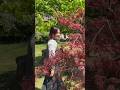 Living in a watercolor world #spring #sakura #japan #shorts
