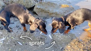 Sprats everywhere! Dachshunds eat fish on the beach.