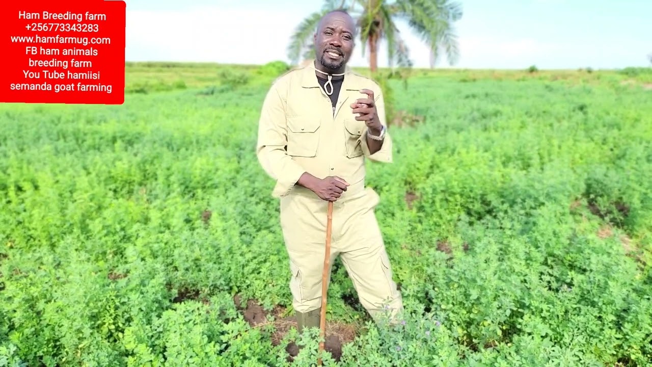 know the real source of wealth in animals farming (nutritious grass alfa alfa )before u begin