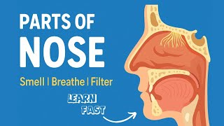 Parts of the Nose Explained | Nose Function and Structure Parts of the Nose Explained | Nose Function and Structure