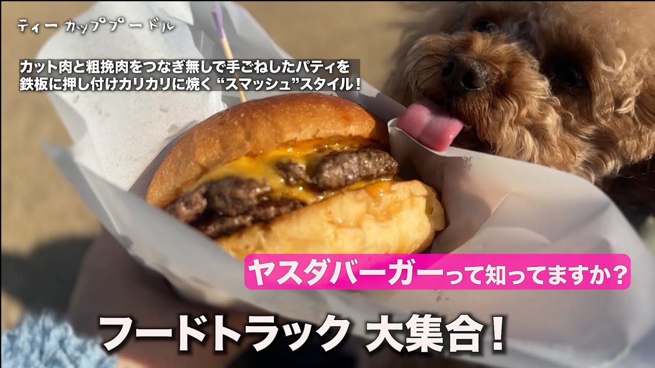 フードトラックフェスで爆汁絶品バーガー🍔【小さなトイプーとヤスダバーガー】