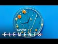 Understanding Biological Clocks and Bacteria
