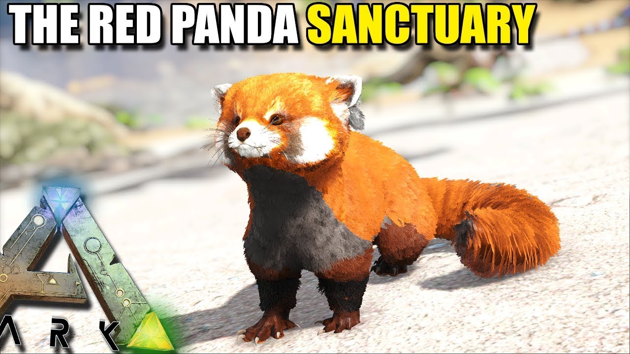 THE RED PANDA SANCTUARY... CUTEST CREATURES EVER !! | STEAMPUNK ...