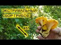 ГРИБАЛКА ДЛЯ ЭКСТРЕМАЛОВ! Сбор грибов 2020. Лисички.