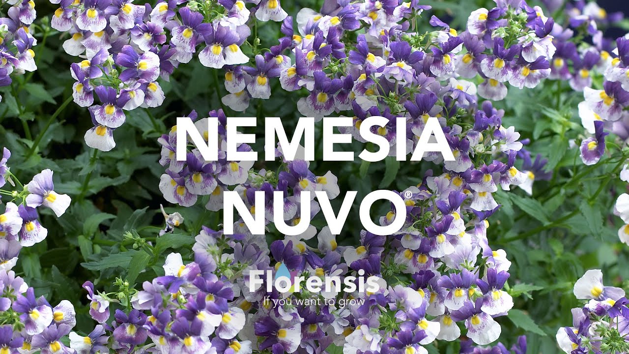 Florensis Nemesia Nuvo Youtube