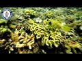 Can the Great Barrier Reef be saved? - Guinness World Records
